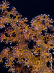 Dendronephthya soft coral, night dive. by Alexia Dunand 